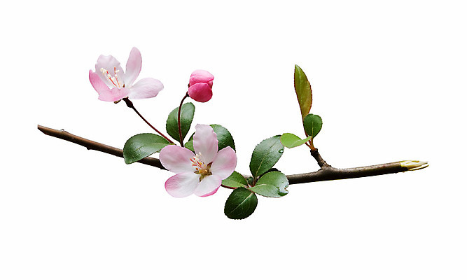 포토 JPG 해외이미지 나무 식물 계절 꽃잎 꽃 줄기 분홍색 잎 꽃무늬 과일 자연 부활절 사람없음 야외 장식 초록색 환경 정원 침묵 봄 성장 벚꽃 흰색 나뭇가지 신선 개화 체리 우아함 4월 원예 복숭아 고립 해외202004 해외포토 기념일 컬러 컨셉 무늬 취미 소리 날짜 생태계 파일형식 이미지허브