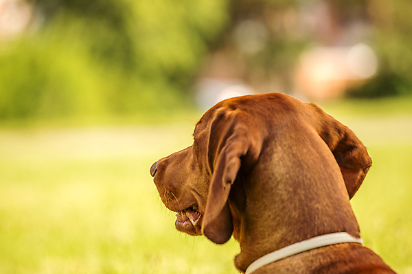 포토 JPG 해외이미지 동물 배너 응시 포스터 종이 백그라운드 자연 프레임 앉기 사람없음 반려동물 갈색 머리 우주 칠판 놀람 공백 방 흰색 표현 신용카드 유머 닫기 개 달콤 강아지 목표 무서움 꼬리 귀 몸통 치와와 송곳니 판지 고립 벙어리 해외202004 해외포토 시선 감정 컬러 컨셉 포유류 모션 표정 신체부위 금융 맛 치아 생태계 파일형식 이미지허브