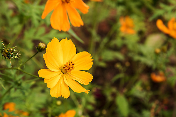 포토 JPG 해외이미지 식물 디자인 꽃 꽃다발 결혼 백그라운드 잎 꽃무늬 패턴 일러스트 자연 벽지 수채화 미술 사람없음 장식 빨간색 초록색 여름 컬러풀 장미 정원 봄 수확 벚꽃 흰색 직물 질감 내추럴 스타일 해외202004 해외포토 계절 컬러 무늬 농업 문화예술 이벤트 생태계 파일형식 이미지허브