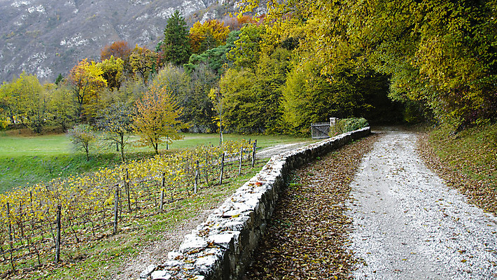 포토 JPG 해외이미지 나무 계절 도로 잎 곡선 오렌지 모션 자연 사람없음 야외 목재 빨간색 초록색 컬러풀 갈색 노란색 차도 가을 시골 숲 먼지 내추럴 굴곡 해외202004 해외포토 식물 길 선 컬러 과일 재료 교통시설 생태계 파일형식 이미지허브