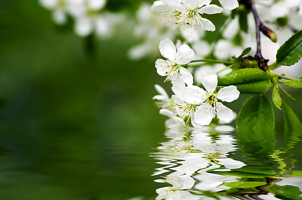 포토 JPG 해외이미지 나무 식물 계절 공원 꽃잎 꽃 파도 분홍색 백그라운드 잎 꽃무늬 과일 자연 하늘 풍경 사람없음 야외 초록색 물 태양 반사 환경 정원 일본 맑음 봄 벚꽃 흰색 나뭇가지 신선 개화 체리 닫기 4월 5월 묘사 원예 내추럴 해외202004 해외포토 자연요소 공공시설 아시아 바다 컬러 무늬 모션 날씨 취미 날짜 생태계 파일형식 이미지허브