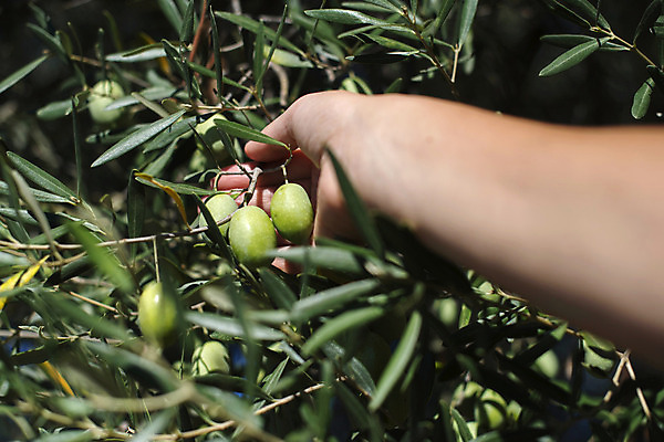 포토 JPG 해외이미지 나무 식물 손 음식 백그라운드 잎 농업 채소 과일 자연 건강 사람 사람없음 야외 초록색 농장 정원 이탈리아 수확 나뭇가지 시골 신선 잡기 스페인 농부 수집 지중해 유기농 올리브 날것 밭일 숙성 원예사 해외202004 해외포토 직업 웰빙 열매 유럽 산업 바다 컬러 모션 신체부위 생태계 파일형식 이미지허브