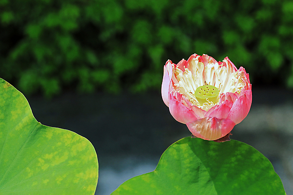 포토 JPG 해외이미지 식물 꽃 분홍색 꽃무늬 자연 연꽃 사람없음 초록색 물 컬러풀 벚꽃 개화 백합 내추럴 해외202004 해외포토 자연요소 컬러 무늬 생태계 파일형식 이미지허브