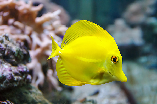 포토 JPG 해외이미지 동물 1 야생동물 바다 자연 어류 사람없음 장식 가로 물 노란색 수중 수영 금붕어 탱크 소금 수족관 외과 민물 터키석 해외202004 해외포토 자연요소 컬러 의학 병원 수중동물 수상스포츠 보석 생태계 파일형식 이미지허브