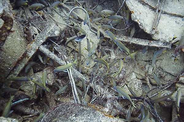 포토 JPG 해외이미지 야생동물 바다 학교 자연 열대 어류 풍경 사람없음 물 바닷속 수중 스노클링 산호 싱크대 다이빙 암초 깊이 동물상 바하마 소금물 이국적 파멸 해외202004 해외포토 자연요소 동물 교육 컨셉 조형물 수영 수중동물 수상스포츠 자포동물 개수대 생태계 수중스포츠 파일형식 소멸 이미지허브