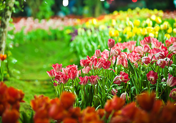 포토 JPG 해외이미지 식물 계절 공원 꽃 꽃다발 백그라운드 잎 꽃무늬 밭 자연 부활절 발렌타인데이 3 사람없음 야외 빨간색 초록색 여름 컬러풀 햇빛 태양 노란색 정원 보라색 침묵 봄 튤립 벚꽃 광선 축하 신선 닫기 5월 꽃집 엽서 내추럴 강렬 블러 해외202004 해외포토 자연요소 공공시설 기념일 컬러 컨셉 무늬 농업 모션 데이이벤트 상점 소리 날짜 편지 생태계 파일형식 이미지허브