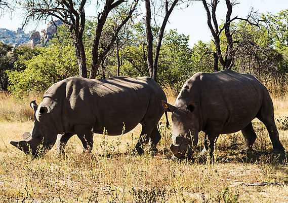 포토 JPG 해외이미지 동물 공원 남자 야생동물 신체 포유류 아프리카 자연 초식동물 뿔 풍경 사람없음 야외 힘 게임 보호 위험 큼 방목 사파리 멸종 코뿔소 해외202004 해외포토 공공시설 나라 컨셉 놀이 사람 축산업 크기 생태계 파일형식 이미지허브