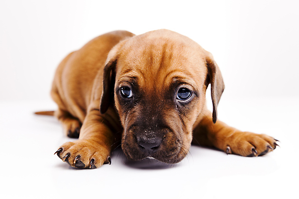 포토 JPG 해외이미지 한마리 반려견 새끼 엎드리기 실내 사람없음 반려동물 귀여움 강아지 닥스훈트 흰배경 해외202004 해외포토 동물 1 백그라운드 컨셉 모션 내부 흰색 개 파일형식 이미지허브