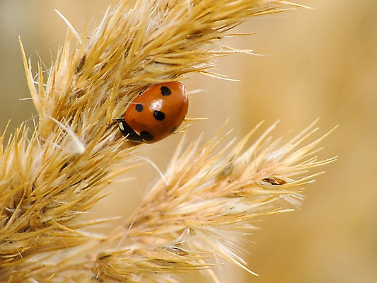 포토 JPG 해외이미지 동물 야생동물 곤충 자연 사람없음 빨간색 머리 귀 무당벌레 해외202004 해외포토 컬러 신체부위 생태계 파일형식 이미지허브
