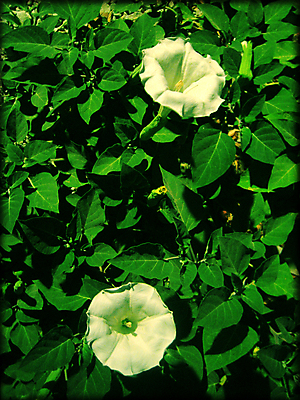 포토 JPG 해외이미지 주간 꽃 자연 사람없음 야외 독말풀 해외202004 해외포토 자연요소 식물 생태계 파일형식 이미지허브