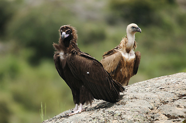 포토 JPG 해외이미지 동물 응시 유럽 야생동물 날개 자연 조류 생물 서기 사람없음 갈색 검은색 스페인 보호 먹이 승려 깃털 여우 육식 내추럴 생태학 포식 해외202004 해외포토 시선 교육 나라 컬러 컨셉 포유류 모션 성직자 생태계 파일형식 이미지허브