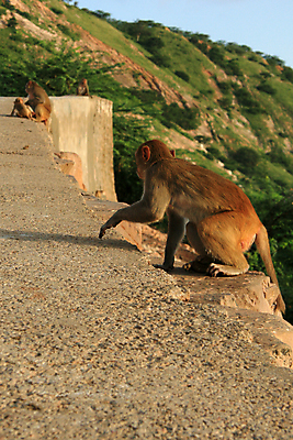 포토 JPG 해외이미지 동물 전통 종교 야생동물 건축양식 사람없음 건물 태양 갈색 원숭이 도시 사찰 역사 황금 정상 작음 인도인 언덕 꼬리 신성 기념물 천연기념물 사당 숭배 힌두교 해외202004 해외포토 자연요소 외국인 건축물 건축 컬러 포유류 종교건축 동양인 크기 파일형식 이미지허브