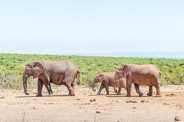 포토 JPG 해외이미지 동물 야생동물 포유류 아프리카 초식동물 코끼리 풍경 사람없음 여름 햇빛 맑음 보호 남아프리카 동물상 해외202004 해외포토 계절 나라 컨셉 날씨 태양 조형물 파일형식 이미지허브