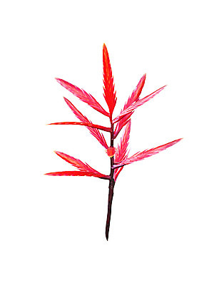 포토 JPG 해외이미지 식물 공원 꽃잎 꽃 줄기 백그라운드 잎 꽃무늬 자연 사람없음 장식 빨간색 컬러풀 정원 스파 봄 성장 벚꽃 꽃집 유기농 강렬 고립 해외202004 해외포토 웰빙 계절 공공시설 컬러 무늬 상점 생태계 파일형식 이미지허브