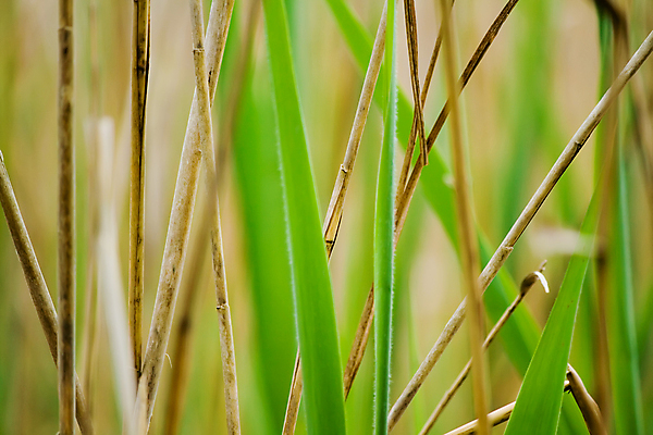 포토 JPG 해외이미지 식물 줄기 백그라운드 사람없음 초록색 해외202004 해외포토 컬러 파일형식 이미지허브