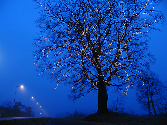 포토 JPG 해외이미지 나무 크리스마스 자연 날씨 전등 거리 덴마크 사람없음 가로 파란색 평화 침묵 안개 시골 램프 시간 12월 엽서 뿌연 스칸디나비아 해외202004 해외포토 식물 기념일 컬러 컨셉 조명 북유럽 소리 날짜 편지 생태계 파일형식 이미지허브