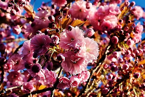 포토 JPG 해외이미지 나무 식물 계절 꽃 분홍색 백그라운드 자연 사람없음 정원 봄 성장 벚꽃 흰색 나뭇가지 신선 개화 체리 사과 목련 내추럴 고립 해외202004 해외포토 컬러 과일 생태계 파일형식 이미지허브