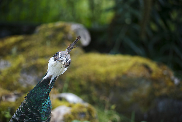 포토 JPG 해외이미지 동물 응시 야생동물 자연 조류 사람없음 초록색 머리 정원 공작 부리 이국적 해외202004 해외포토 시선 컬러 신체부위 생태계 파일형식 이미지허브