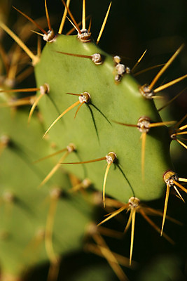 포토 JPG 해외이미지 식물 줄기 여행 백그라운드 잎 자연 휴가 선인장 건조 사람없음 초록색 노란색 사막 못 가시 허브 묘사 유기농 날카로움 애리조나 내추럴 테킬라 복잡 치료제 해외202004 해외포토 웰빙 컬러 컨셉 주류 약 미국 공구 생태계 파일형식 이미지허브