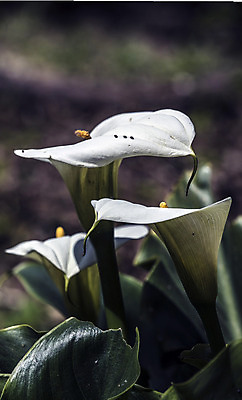 포토 JPG 해외이미지 식물 실루엣 꽃다발 잎 꽃무늬 자연 날씨 휴식 그림자 선물 사랑 사람없음 햇빛 노란색 새싹 정원 화목 힘 봄 활발 에너지 성장 흰색 시골 인사 달콤 향수 향기 냄새 꽃가루 부드러움 고립 돌봄 해외202004 해외포토 계절 꽃 감정 컬러 컨셉 무늬 모션 촬영기법 태양 화장품 예절 감각 맛 가루 생태계 파일형식 이미지허브