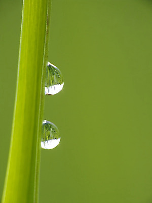 포토 JPG 해외이미지 꽃 자연 아침 잔디 사람없음 초록색 물 반사 물방울 이슬 해외202004 해외포토 주간 자연요소 식물 컬러 생태계 파일형식 이미지허브