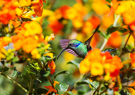 포토 JPG 해외이미지 꽃 야생동물 조류 사람없음 아웃포커스 소프트포커스 작음 벌새 해외202004 해외포토 식물 동물 촬영기법 크기 파일형식 이미지허브