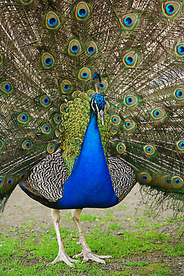 포토 JPG 해외이미지 동물 남자 패턴 자연 조류 사람없음 장식 초록색 파란색 빛 컬러풀 활발 펼침 우아함 공작 깃털 묘사 질감 부리 특별함 해외202004 해외포토 컬러 컨셉 무늬 모션 사람 생태계 파일형식 이미지허브