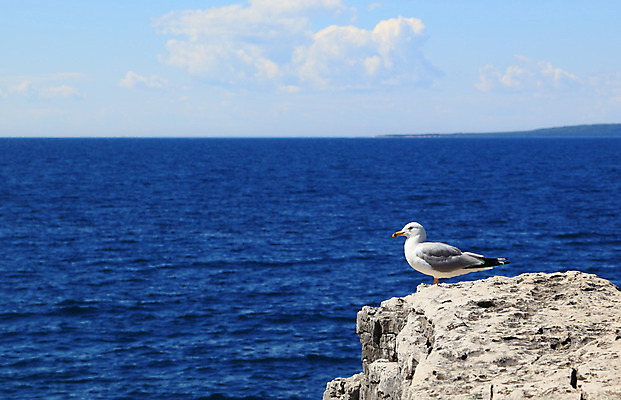 포토 JPG 해외이미지 구름 호수 야생동물 바다 자연 갈매기 조류 하늘 앉기 풍경 사람없음 물 여름 맑음 수평선 해외202004 해외포토 자연요소 동물 계절 모션 날씨 생태계 파일형식 이미지허브