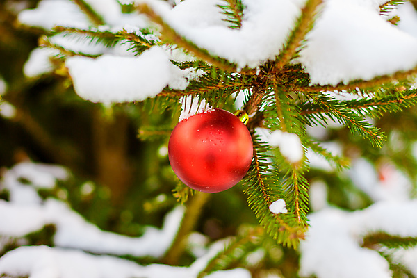 포토 JPG 해외이미지 나무 식물 전통 계절 행복 조각 크리스마스 겨울 공 유리 휴가 새로움 사람없음 야외 장식 빨간색 초록색 빛 축제 흰색 나뭇가지 축하 소나무 원형 화려 12월 연도 심볼 전나무 흐림 여의주 가문비나무 해외202004 해외포토 도형 기념일 감정 컬러 컨셉 재질 날씨 날짜 파일형식 이미지허브