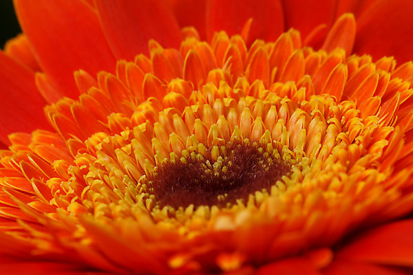 포토 JPG 해외이미지 식물 꽃잎 꽃 분홍색 꽃다발 꽃무늬 자연 사람 사람없음 빨간색 머리 봄 튤립 벚꽃 개화 우아함 확대 오브젝트 싱글 데이지 향기 꽃가루 캐모마일 해외202004 해외포토 계절 컬러 컨셉 무늬 신체부위 가루 허브 생태계 냄새 파일형식 이미지허브