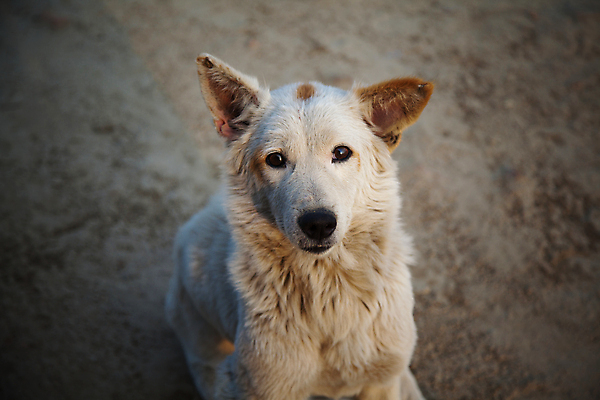 포토 JPG 해외이미지 동물 백그라운드 포유류 앉기 사람없음 반려동물 흰색 양치기 개 소프트포커스 작음 송곳니 기르기 유래 해외202004 해외포토 직업 컬러 모션 촬영기법 치아 크기 돌봄 파일형식 이미지허브