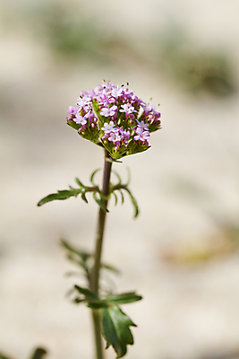 포토 JPG 해외이미지 식물 꽃 모래 백그라운드 자연 하늘 건조 사람없음 여름 파란색 모래사장 맑음 사막 닫기 작음 내추럴 해외202004 해외포토 계절 바다 컬러 모션 날씨 크기 생태계 파일형식 이미지허브