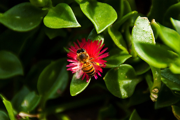 포토 JPG 해외이미지 식물 동물 계절 공원 꽃잎 꽃 곤충 백그라운드 꽃무늬 날개 자연 사람없음 초록색 여름 노란색 정원 봄 모임 흰색 황금 닫기 꿀벌 작음 수분 벌 수집 묘사 싱글 데이지 꽃가루 꿀 내추럴 고립 생태학 생존 해외202004 해외포토 공공시설 교육 컬러 무늬 모션 벌_곤충 크기 가루 생태계 파일형식 이미지허브