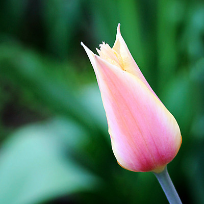 포토 JPG 해외이미지 식물 1 디자인 계절 꽃 분홍색 백그라운드 꽃무늬 자연 사람없음 초록색 노란색 머리 정원 봄 튤립 큼 오브젝트 싱글 슛 내추럴 해외202004 해외포토 컬러 무늬 신체부위 크기 생태계 파일형식 이미지허브