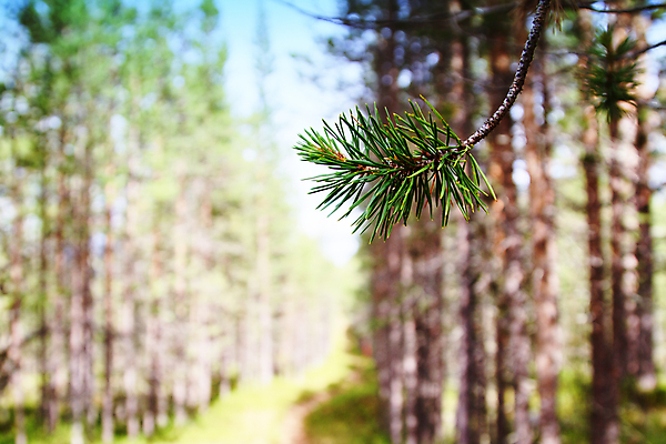 포토 JPG 해외이미지 나무 식물 자연 풍경 사람없음 야외 목재 환경 소나무 숲 땅 상록수 침엽수 삼림지대 해외202004 해외포토 재료 생태계 파일형식 이미지허브