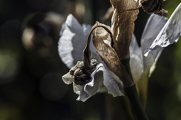 포토 JPG 해외이미지 식물 계절 꽃잎 꽃 줄기 잎 자연 건조 사람없음 초록색 컬러풀 햇빛 갈색 노란색 정원 봄 활발 다양 에너지 성장 흰색 시골 죽음 시간 수분 순환 화단 꽃가루 붓꽃 시들음 정맥 광합성 영양분 노화 해외202004 해외포토 컬러 다수 컨셉 모션 태양 가루 생태계 혈관 파일형식 이미지허브