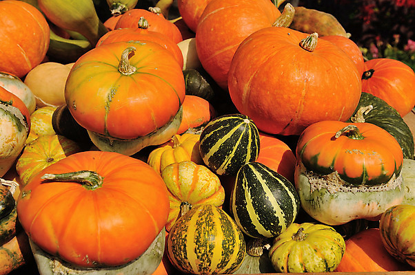 포토 JPG 해외이미지 모양 1 음식 백그라운드 농업 다이어트 채소 오렌지 재료 호박 건강 사람없음 장식 초록색 컬러풀 노란색 축제 활발 할로윈 수확 가을 흰색 날것 박 거위 스쿼시 고립 밭일 영양소 못생김 해외202004 해외포토 계절 산업 스포츠 컬러 컨셉 과일 조류 구기 파일형식 이미지허브