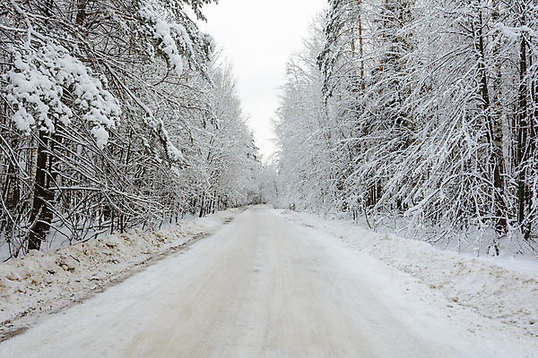 포토 JPG 해외이미지 나무 구름 계절 겨울 자연 날씨 풍경 사람없음 추위 나뭇가지 소나무 숲 서리 가문비나무 해외202004 해외포토 자연요소 식물 생태계 파일형식 이미지허브