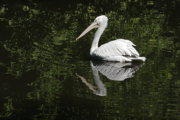 포토 JPG 해외이미지 동물 호수 야생동물 오렌지 자연 조류 낚시 동물원 사람없음 옆모습 가로 초록색 물 여름 강 반사 노란색 수영 침묵 흰색 우아함 펠리컨 부리 물새 계산서 동물상 해외202004 해외포토 자연요소 계절 뷰포인트 컬러 컨셉 과일 레저 조형물 소리 수상스포츠 생태계 파일형식 이미지허브