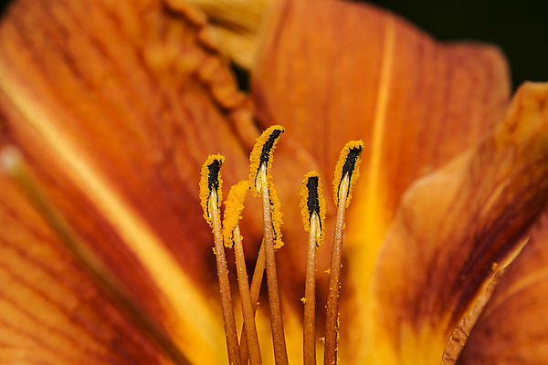 포토 JPG 해외이미지 식물 꽃 백그라운드 컨셉 오렌지 자연 추상 아이디어 사람없음 노란색 검은색 봄 활발 꽃가루 꽃수술 해외202004 해외포토 계절 컬러 무늬 과일 가루 생태계 파일형식 이미지허브