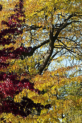 포토 JPG 해외이미지 나무 식물 계절 공원 백그라운드 잎 오렌지 자연 하늘 풍경 사람없음 야외 빨간색 빛 컬러풀 갈색 노란색 평화 정원 활발 가을 나뭇가지 시골 황금 숲 장면 10월 내추럴 해외202004 해외포토 공공시설 컬러 컨셉 과일 날짜 생태계 파일형식 이미지허브