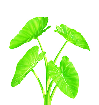 포토 JPG 해외이미지 모양 식물 꽃 줄기 잎 일러스트 자연 경사 사람없음 장식 초록색 새싹 환경 정원 봄 성장 나뭇가지 하트 신선 닫기 작음 큼 묘사 오브젝트 원예 내추럴 미니 그리너리 부족함 해외202004 해외포토 나무 계절 컬러 컨셉 모션 취미 크기 생태계 파일형식 트랜드컬러 이미지허브