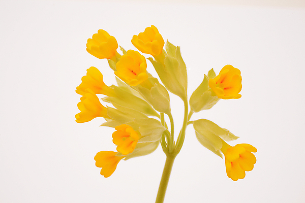 포토 JPG 해외이미지 식물 자연 사람없음 치료 약 약재 약초 자연요법 해외202004 해외포토 의학 풀_식물 생태계 파일형식 이미지허브