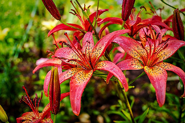 포토 JPG 해외이미지 식물 디자인 꽃 백그라운드 자연 사람없음 장식 빨간색 초록색 여름 컬러풀 정원 개화 우아함 백합 꽃집 원예 내추럴 영원 원예사 해외202004 해외포토 직업 계절 컬러 컨셉 취미 상점 생태계 파일형식 이미지허브