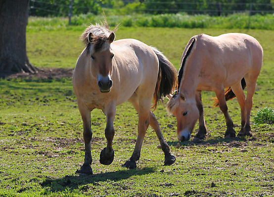 포토 JPG 해외이미지 동물 야생동물 스포츠 2 밭 포유류 자연 엄마 노르웨이 사람없음 야외 농장 갈색 가축 경쟁 자녀 시골 아기 승마 카우보이 승차 갈기 조랑말 내추럴 망아지 기르기 방목장 해외202004 해외포토 유럽 새끼 컬러 컨셉 농업 가족 모션 사람 말_동물 생태계 돌봄 파일형식 이미지허브