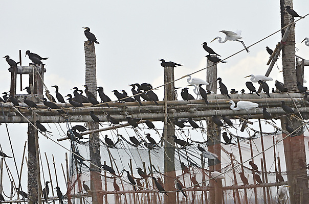 포토 JPG 해외이미지 실루엣 호수 물결 야생동물 파도 바다 자연 조류 하늘 표면 아침 휴식 그림자 앉기 풍경 사람없음 물 여름 컬러풀 반사 평화 일출 황혼 일몰 새벽 그물 서핑 저녁 큼 봉 해외202004 해외포토 주간 자연요소 동물 계절 컬러 컨셉 모션 촬영기법 노을 수상스포츠 야간 크기 생태계 파일형식 이미지허브