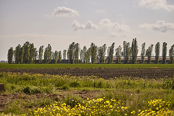 포토 JPG 해외이미지 나무 도로 지구 날씨 파노라마 옥수수 풍경 사람없음 농작물 새싹 이탈리아 수확 시골 밀 북쪽 뇌우 파종 해외202004 해외포토 식물 유럽 길 농업 교통시설 곡류 촬영기법 농사 방향 파일형식 이미지허브