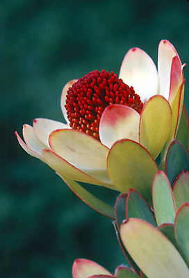 포토 JPG 해외이미지 식물 꽃 사람없음 개화 해외202004 해외포토 파일형식 이미지허브