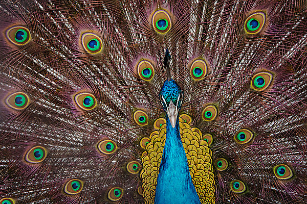 포토 JPG 해외이미지 동물 남자 야생동물 백그라운드 패턴 날개 자연 조류 사람없음 장식 초록색 파란색 컬러풀 머리 활발 펼침 의식 우아함 공작 깃털 묘사 즐거움 질감 꼬리 부리 번짐 보여주기 동물상 터키석 해외202004 해외포토 감정 컬러 컨셉 무늬 모션 사람 신체부위 조형물 보석 생태계 파일형식 효과 이미지허브