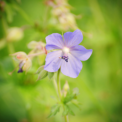 포토 JPG 해외이미지 식물 꽃 꽃무늬 자연 사람없음 초록색 정원 봄 벚꽃 개화 해외202004 해외포토 계절 컬러 무늬 생태계 파일형식 이미지허브